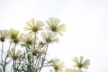Close up Natural flowers background. Amazing view of colorful flowering in the garden and green grass landscape Overhead view with copy space and template floral background.