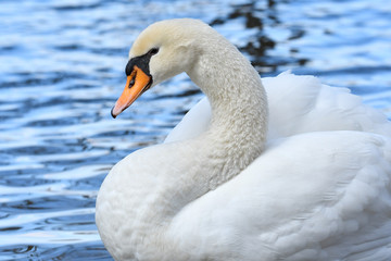 コブハクチョウ