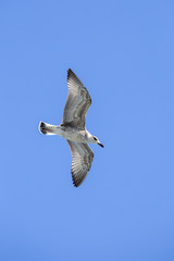 Portrait of a gull over the sea in front of Istanbul, Turkey