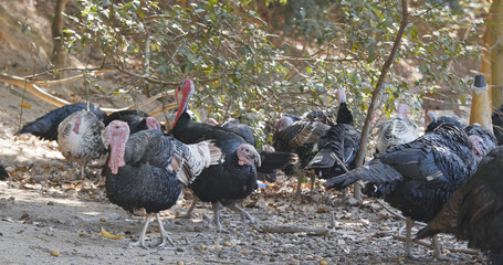 Wild Turkey at outdoor farm
