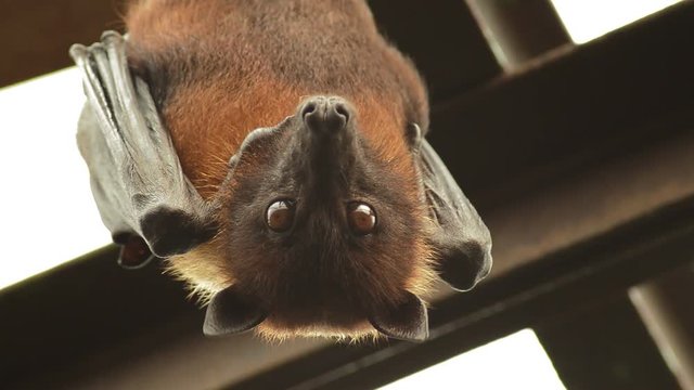 Indian flying fox bat trembling and hanging on the roof - Pteropus giganteus