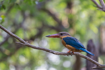 Obraz premium Stork-billed Kingfisher bird