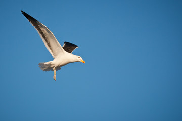Fototapeta premium Kelp Gull