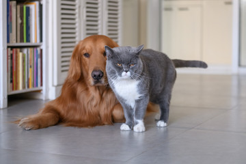 Golden Retriever and Cat