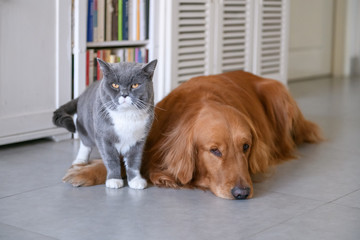Golden Retriever and Cat