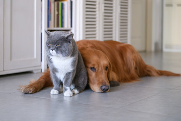 Golden Retriever and Cat