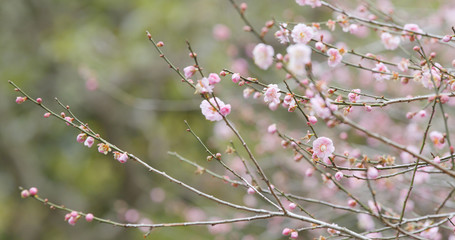 Plum flower in forest