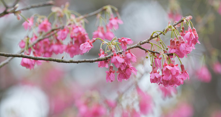 Cherry blossom in the forest