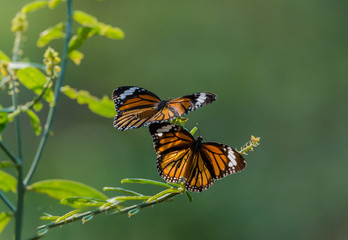 Butterflies having homey from the flowers