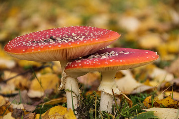 fly agaric