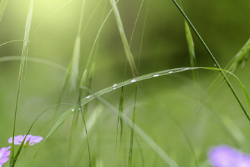Drops of water on grass