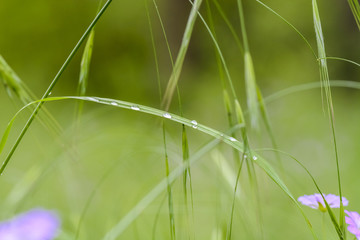 Drops of water on grass