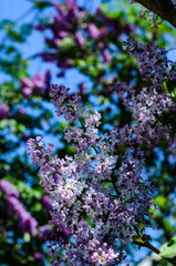 Lilac flowers on spring