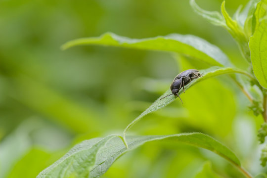 Bug in a leave