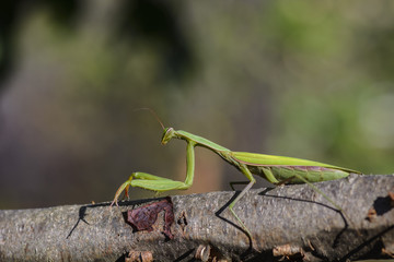 praying mantis on a branch