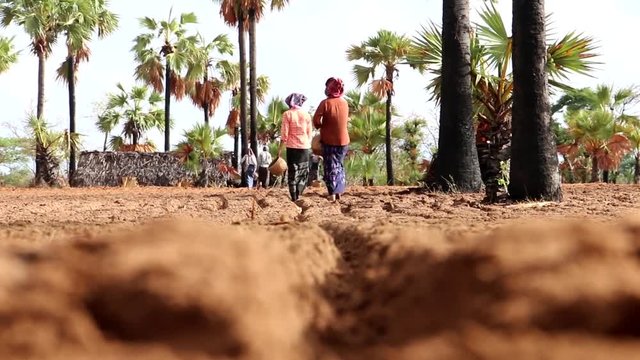 Burmese Women Planting Peanuts (5 of 5)
