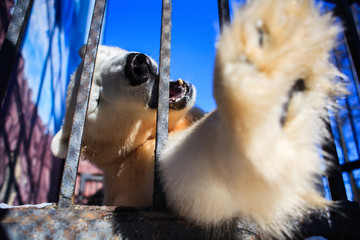 Polar bear in a cage