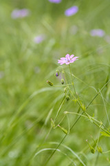 Wild pink flowers isolated