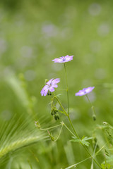 Wild pink flowers isolated
