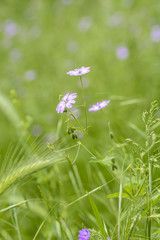 Wild pink flowers isolated
