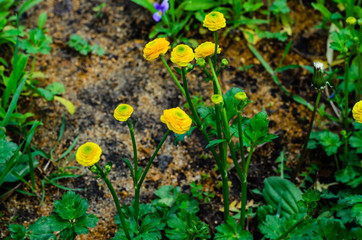 Yellow globe-flowers in forest