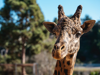 Giraffe