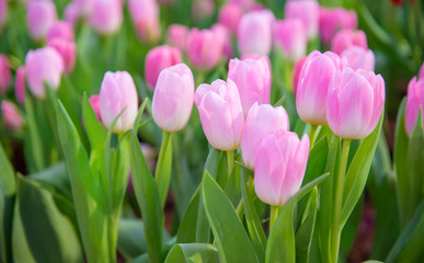 Fototapeta premium Tulip Flower