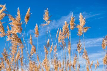 Dry reed spikes on an autumn afternoon against a background of blue sky streaked by some white clouds. Riparian vegetation in Henares as it passes through Alcalá de Henares.
