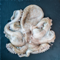 Raw and clean octopus ready to be cooked.