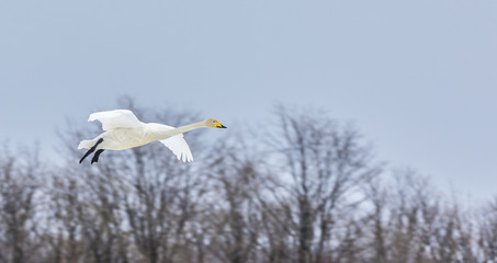 Flying Japanese Swan