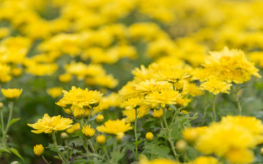 Yellow flower for background.