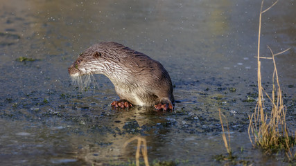 European fish otter in winter on ice