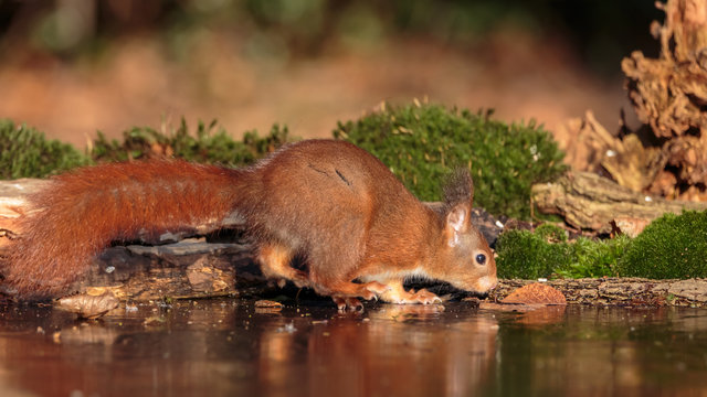 Red Squirrel in winter