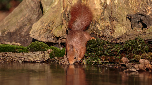Red Squirrel in winter
