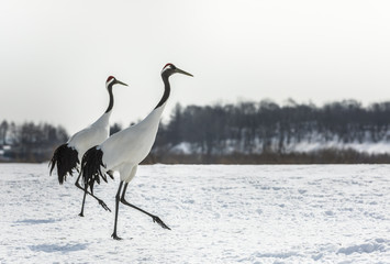 Japanese Red Crowned Cranes