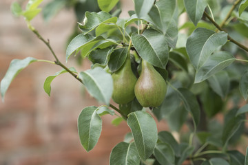 Pear branch with green fruits, leaves on tree