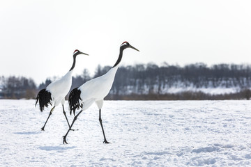 Japanese Red Crowned Cranes