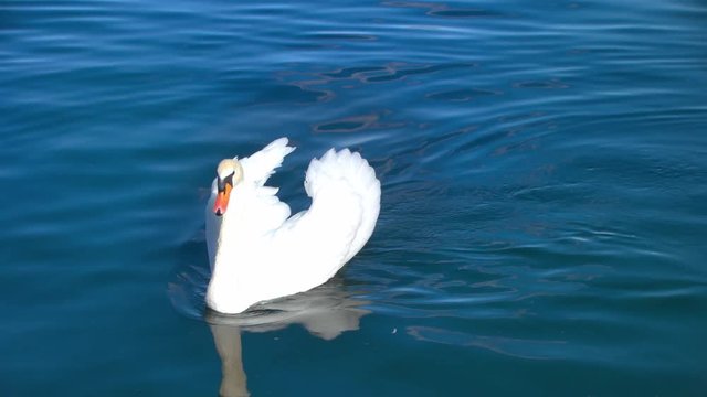 White Swan Swimming on the Vibrant Blue Water of Lake Eola in Downtown Orlando Florida