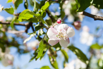 Apple blossom at spring