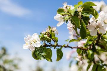 Apple blossom at spring