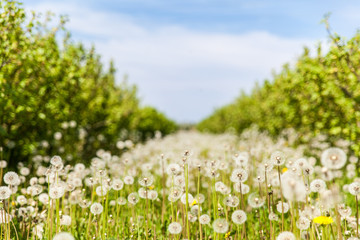 Fluffy dandelion field in sunny day