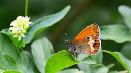 Perlgrasfalter sitzt auf Blatt