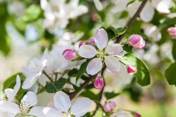 Fototapeta na wymiar Apple blossom at spring