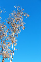  the tree and leaf in the clear sky