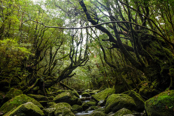 屋久島　森の住人