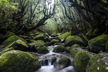 屋久島　白谷雲水峡