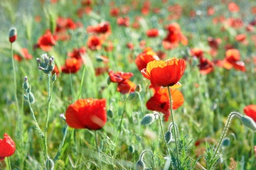 Fototapeta na wymiar Red flowers poppies on field with green grass