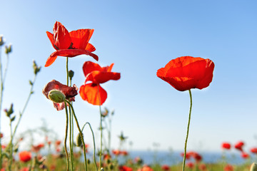 Beautiful red poppies on blue sky