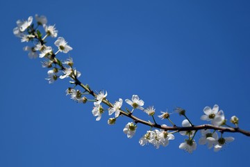 The flowers of the plum tree on natural sky background