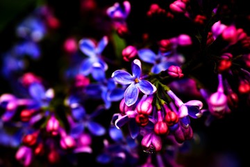Fototapeta na wymiar Young spring lilac